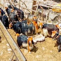 بزتخمی‌معاوضه‌بامیش