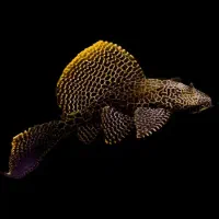 ماهی نظافتچی لجن خوار لوچ کفخوار / آکواریوم سانفیش