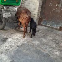 میش زاییده|حیوانات مزرعه|تهران, انبار نفت|دیوار