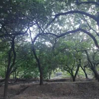 زمین باغی معاوضه ای|فروش زمین و ملک کلنگی|دهبکری, |دیوار