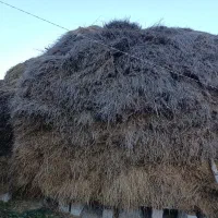 یونجه و علوفه