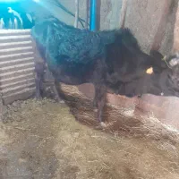 گاو جوان یک ماه مانده زایمان و ورزا کوله