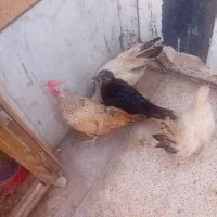 مرغ مینیاتوری