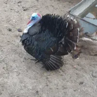۳عدد بوقلمو