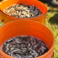 فروش بچه ماهی کپور|ماهی|سنگر, |دیوار