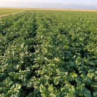 زمین کشاورزی