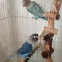 طوطی|پرنده|سمنان, |دیوار