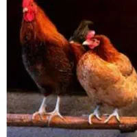 مرغ .خروس . گوسفند جهت قربانی