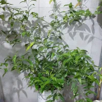 گل شب‌ بو