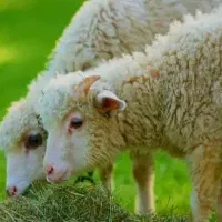 **بقیمت درب کشتارگاه×مرکزی *نرگوسفندزنده قربانی