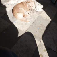 واگذاری سگ جک راسل