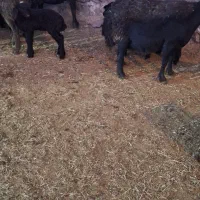 ۶راس میش و بره|حیوانات مزرعه|قیدار, |دیوار