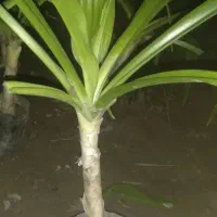 گل طبیعی(برگ موزی)