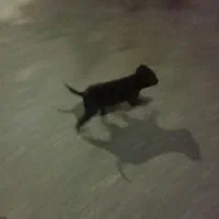 توله سگ زرنگ و باهوش