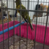 قناری سبز رسمی بلند