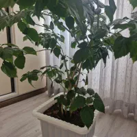 گل با گلدان