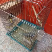 عروس هلندی مولد وسخنگو