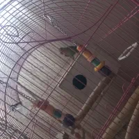 طوطی برزیلی