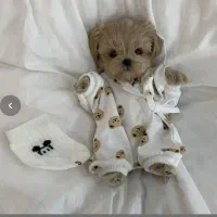 نژاد مالتیز خالص