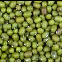 ماش درجه یک