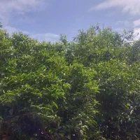 کارگر جهت کار در باغ
