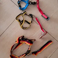 قلاده سگ|لوازم جانبی حیوانات|ایلام, |دیوار