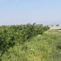 زمین باغی با درختان ۱۰ ساله شاهنامه گوارشک