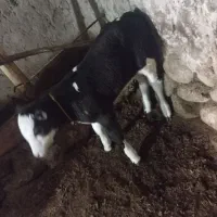 گوساله  سیمتال نر