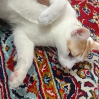 گربه واگذاری|گربه|آستانه اشرفیه, |دیوار