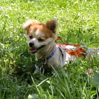 سگ پامر|سگ|مشهد, چهاربرج|دیوار