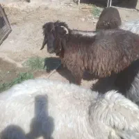 فروش 10راس بره نر و ماده