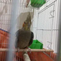 عروس هلندی و طوطی برزیلی|پرنده|همدان, |دیوار