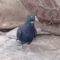 نر پلنگ سیاه