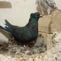 کبوتر شازده سورور سرور سبز کله دار زاغ دم سفید|پرنده|نوبران, |دیوار