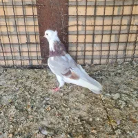 کفتر جوجه مفلق