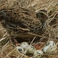 بلدرچین تخم گذار آماده کشتار، گوشتی