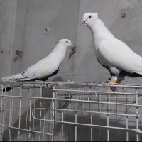 نر ماده دم سیاه عروسک