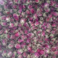 گل محمدی
