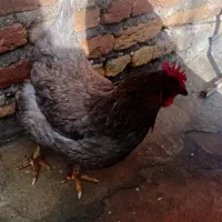 مرغ محلی تخم گذاری