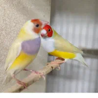 مرغ عشق -فنج گلدین