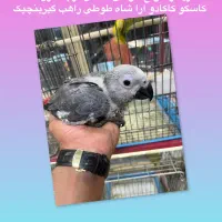 کاسکو کاکادو اراوراهب