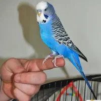 گمشده یابنده مژدگانی میگیره