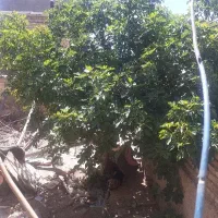 فروش-ملک-خانه