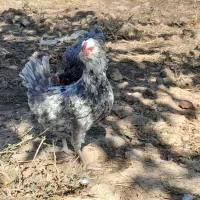 مرغ و خروس گلین و محلی