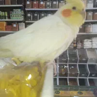 عروس هلندی گمشده