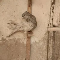 دوعدد رنگه کله وساده