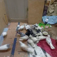کفتر رنگی