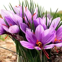 زعفران تربت با عیال بالا