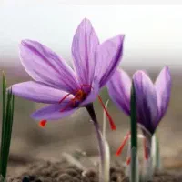کودهای ارگانیک کشت و برداشت طلا