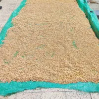 فروش حبوبات محلی بش
